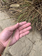 Setaria pallide-fusca