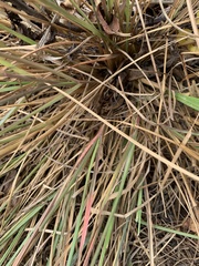 Setaria pallide-fusca