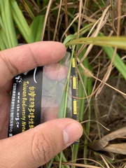 Setaria pallide-fusca