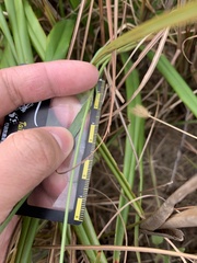 Setaria pallide-fusca