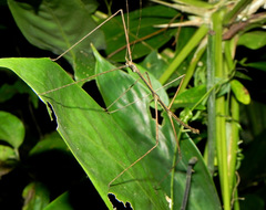 Exocnophila