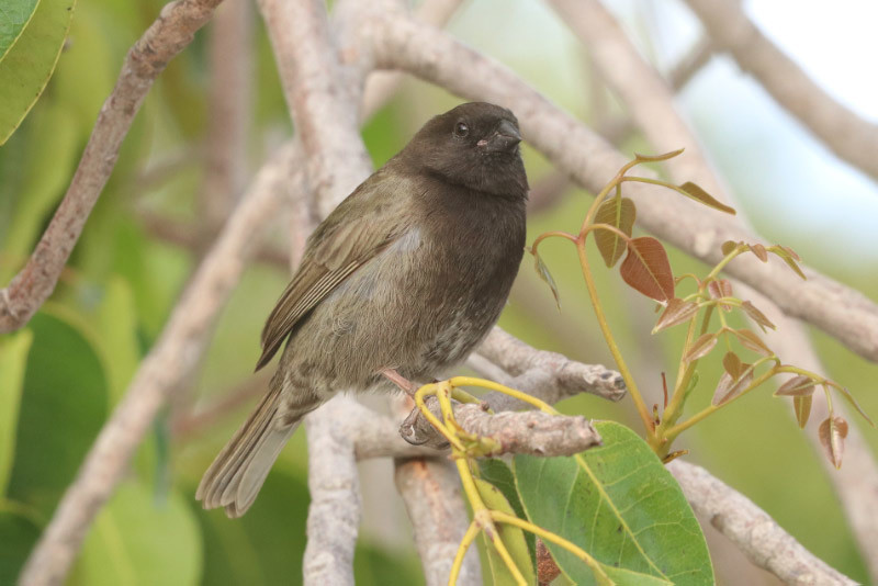 Black Finches