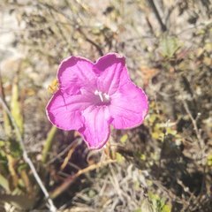 Ruellia rosea