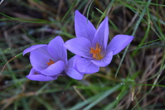 Crocus serotinus