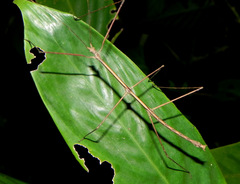 Exocnophila