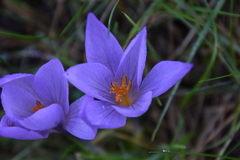Crocus serotinus