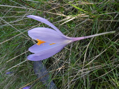 Crocus serotinus