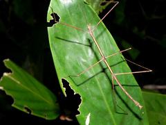 Exocnophila