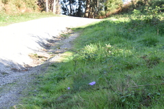 Crocus serotinus