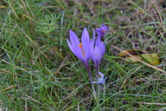 Crocus serotinus