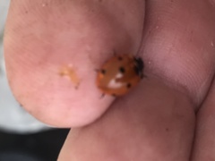 Coccinella septempunctata
