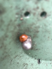 Coccinella septempunctata