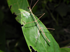 Exocnophila