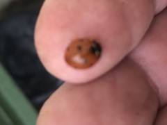 Coccinella septempunctata