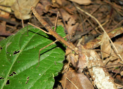 Exocnophila