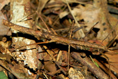 Exocnophila