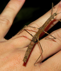 Exocnophila