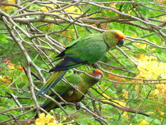 Aratinga auricapillus