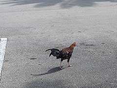 Gallus gallus domesticus