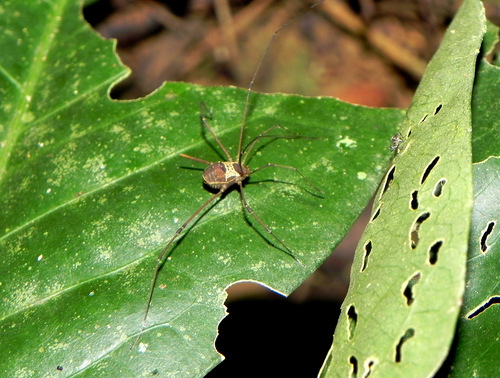 Paecilaema albisectum