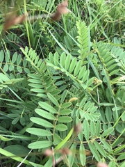 Tephrosia onobrychoides