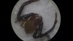 Misumenoides formosipes