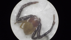 Misumenoides formosipes