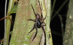 Corinninae