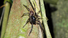 Corinninae