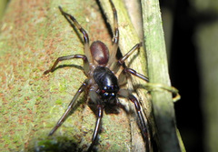 Corinninae