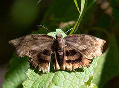 Achlyodes busirus rioja