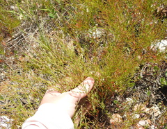 Hypericum gentianoides