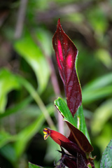 Columnea dimidiata
