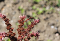 Sympetrum sanguineum