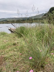 Diheteropogon amplectens