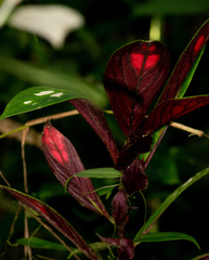 Columnea dimidiata