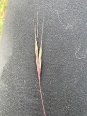 Diheteropogon amplectens