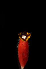 Columnea dimidiata