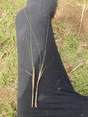 Diheteropogon amplectens