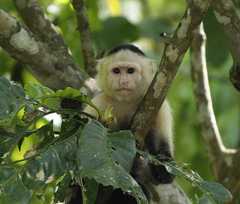 Cebus