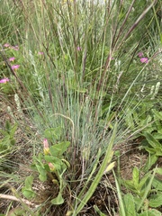 Diheteropogon amplectens