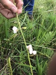 Tephrosia onobrychoides