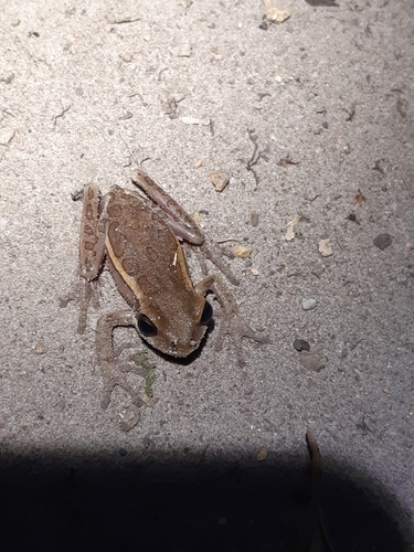 Speckled Treefrog