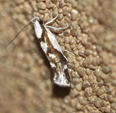 Lichenaula laniata