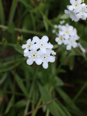 Plagiobothrys nothofulvus
