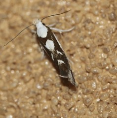 Lichenaula laniata