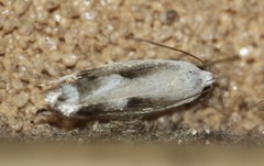 Plectophila