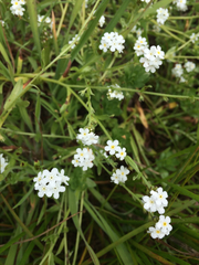 Plagiobothrys nothofulvus