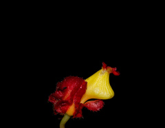 Drymonia teuscheri