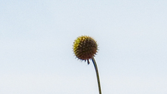 Cephalaria ambrosioides